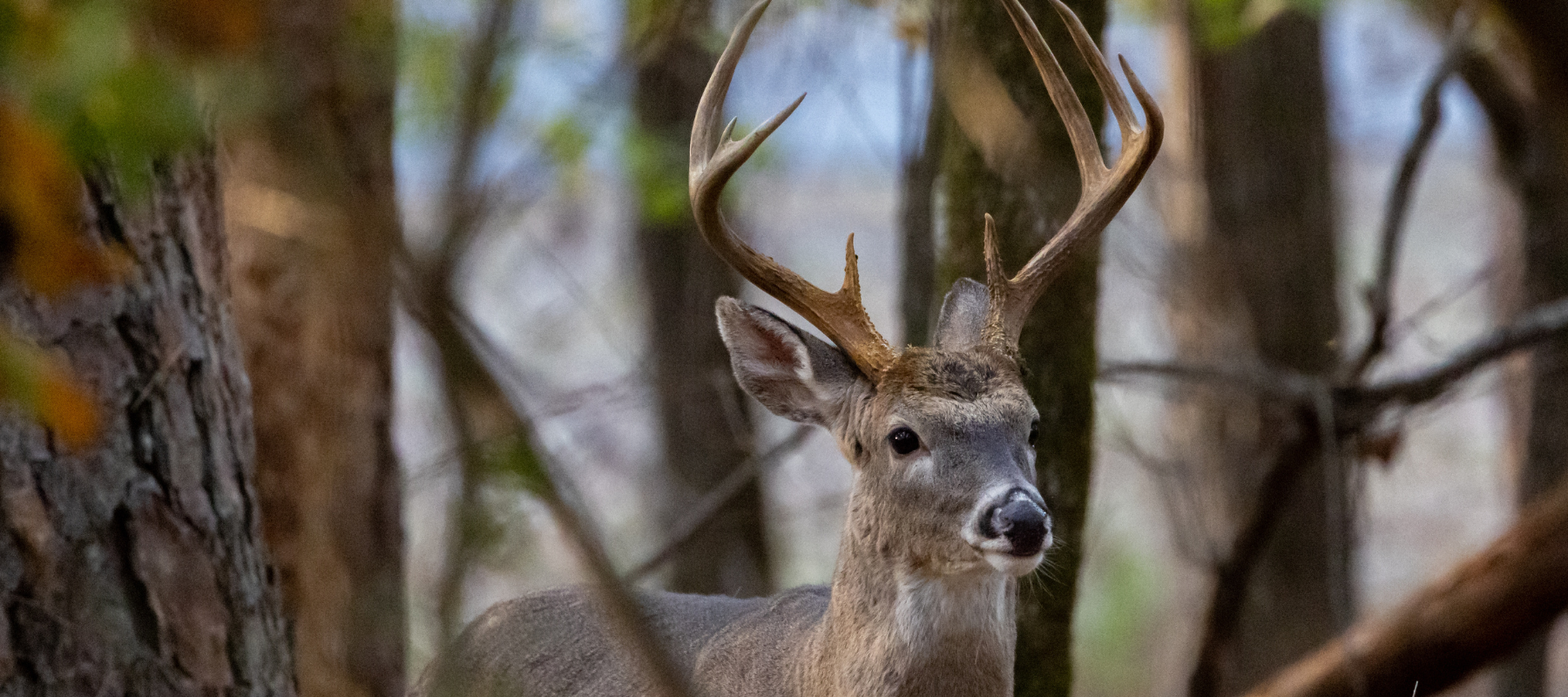 Whitetail buck in the woods